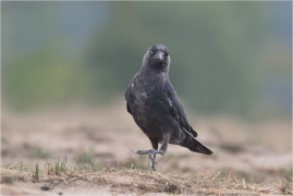 <p>KAVKA OBECNÁ (Corvus monedula) /Western jackdaw - Dohle/</p>